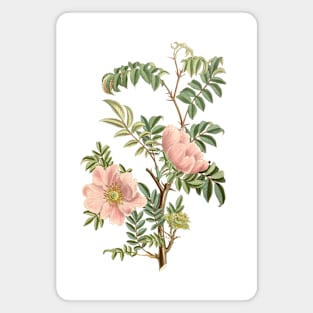 Wild Rose Flower Vintage Botanical Illustration Magnet